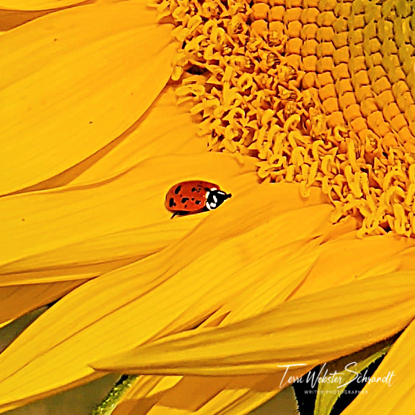 orange ladybug on sunflower