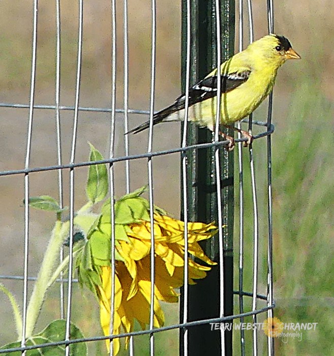 Goldfinch and sunflower