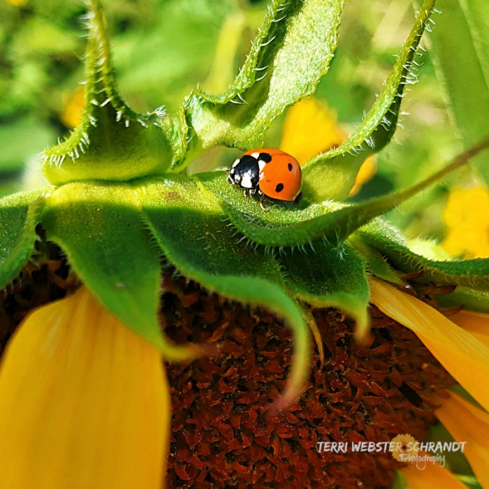 ladybug front