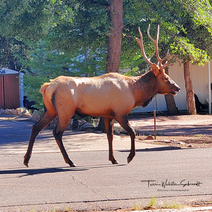 Bull Elk