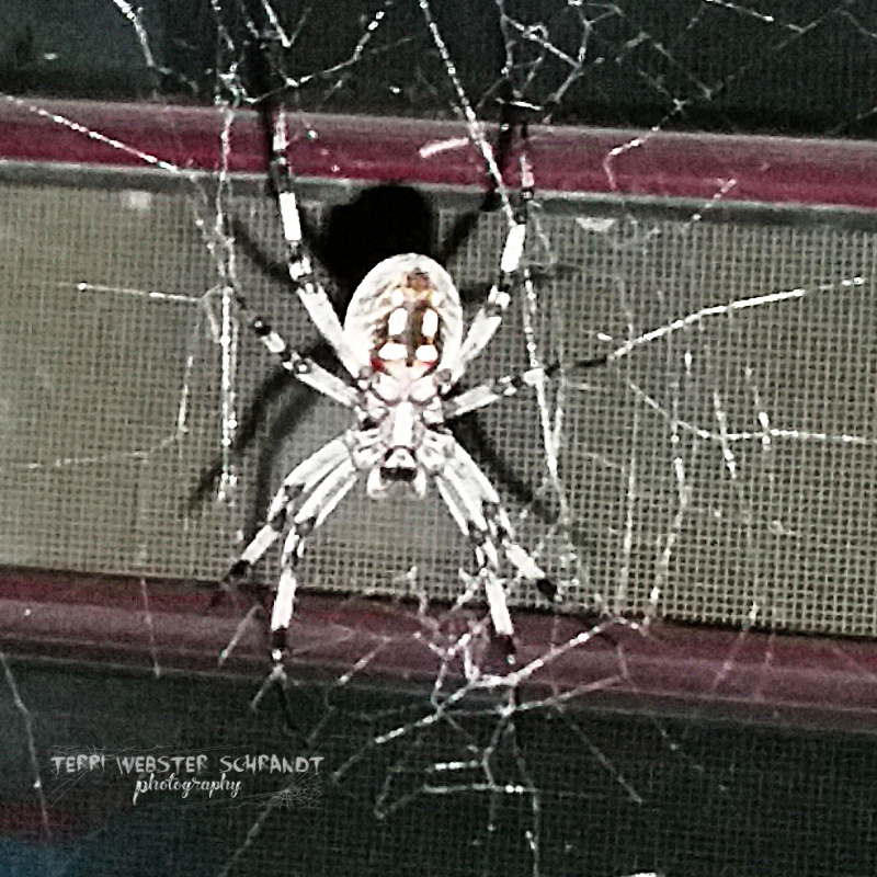 Cross Orb Spider