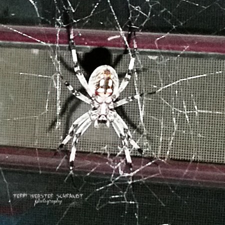 Cross Orb Spider