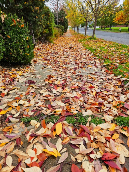 Leaf-strewn sidewalk