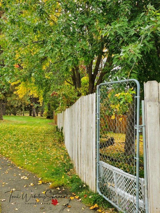 metallic gate autumn day