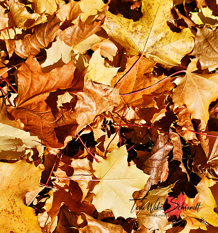 #WordlessWednesday: Waving Goodbye to&nbsp;Summer