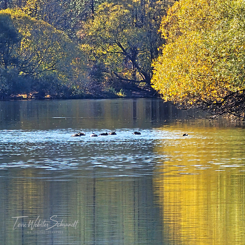 Sunday Stills Monthly Color Challenge: Nature’s #Golden&nbsp;Yellows