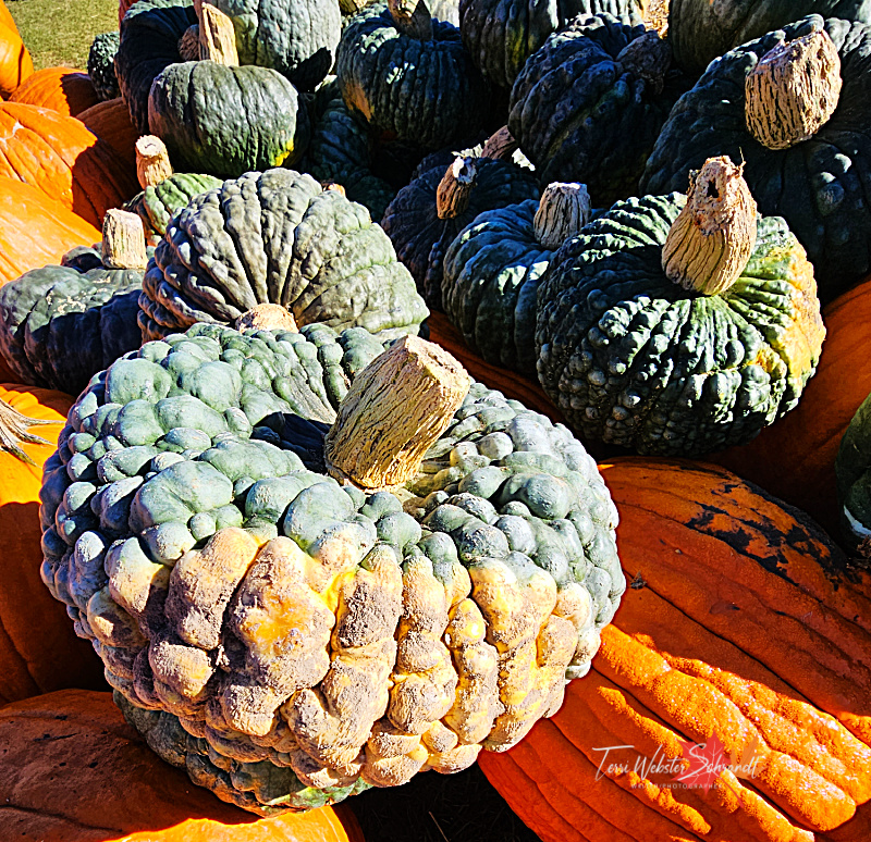 #WordlessWednesday: Orbs of Autumn and&nbsp;Halloween