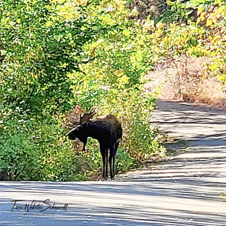 Moose on the trail