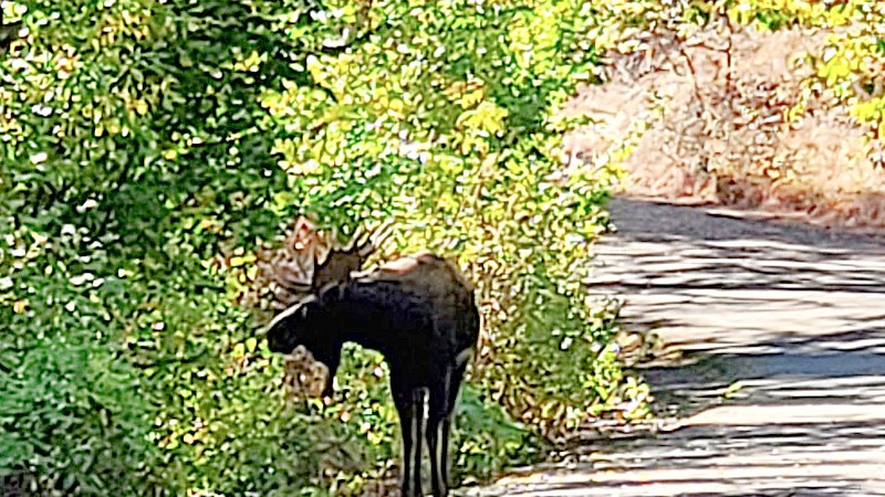 Moose on the trail