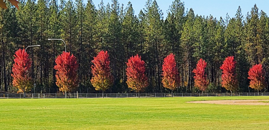 Red Maple Trees in Line
