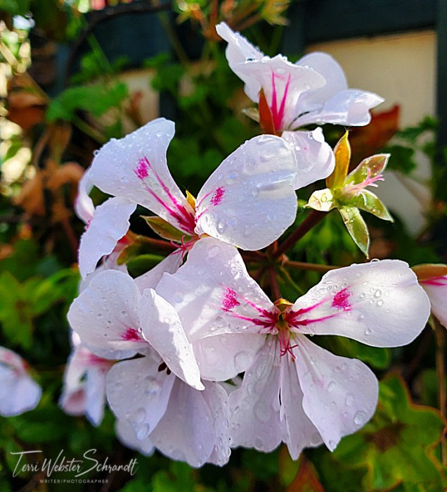 pink and white ivy geranium
