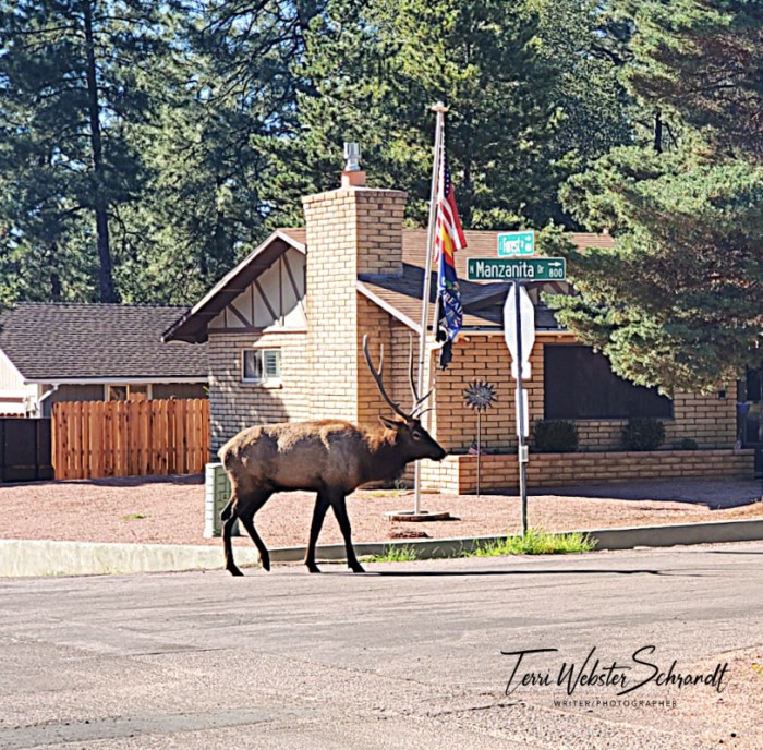 Wild elk surrounded by neighborhood