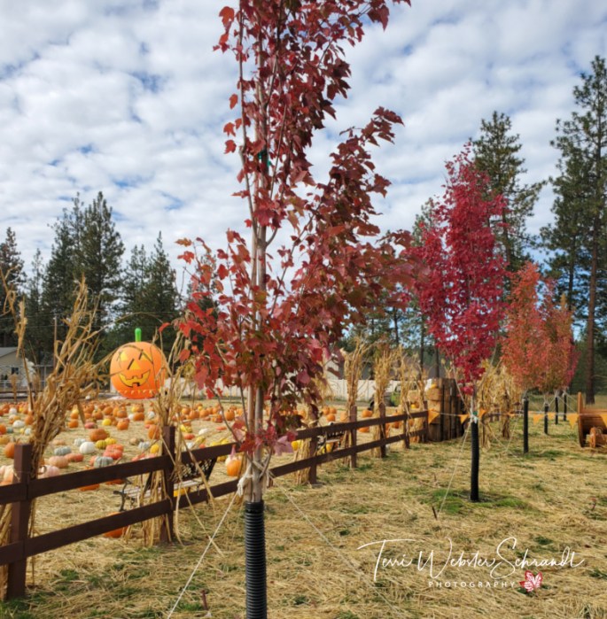 Harvest Festival maple trees and pumpkin patch