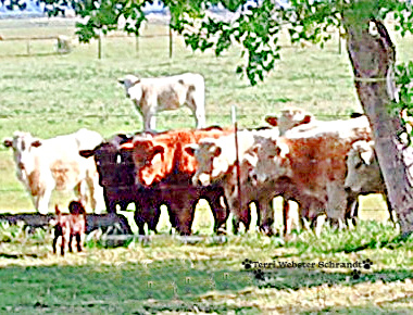 little brown dog and cows