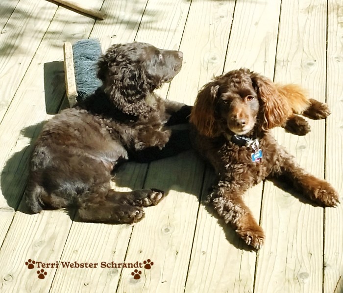 2 brown dogs enjoying morning sunshine