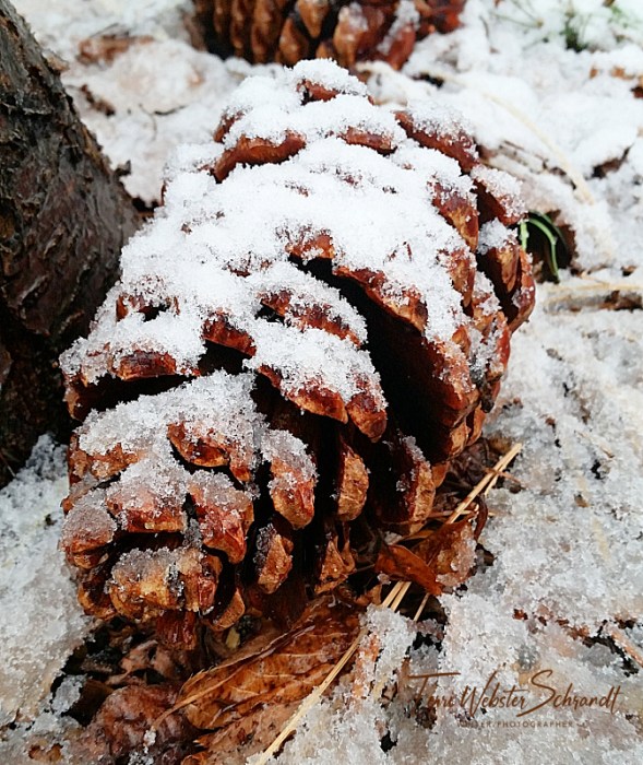 Frosty pine cone