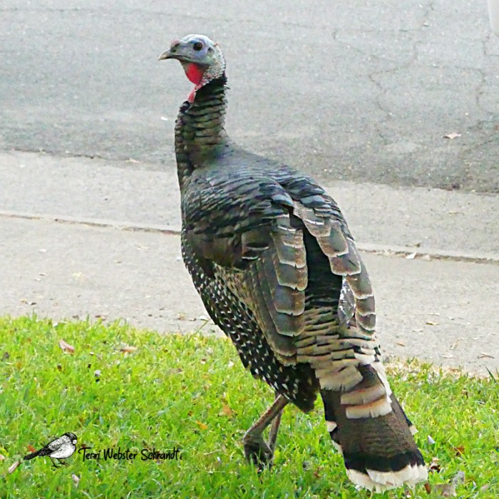 Wild turkey
