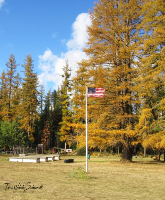 Yellow western larch trees and US flag