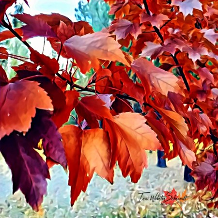 Red maple leaves