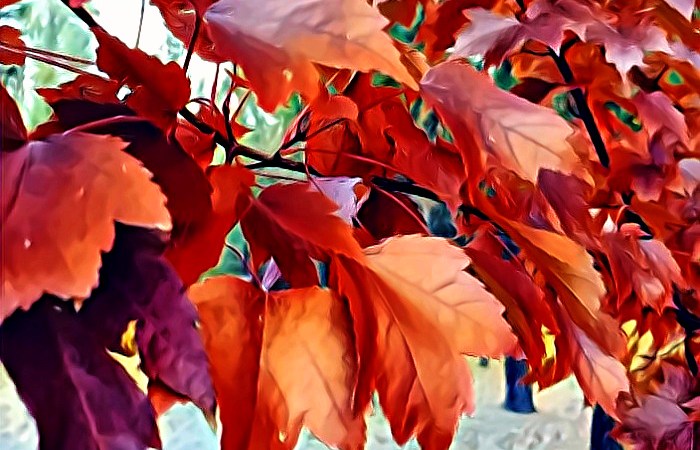 Red maple leaves
