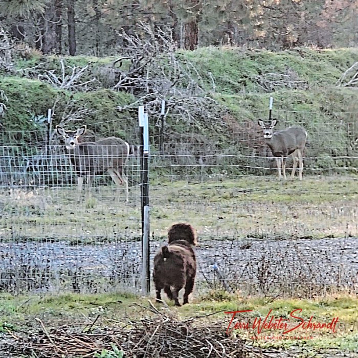 Two mule deer and a brown dog