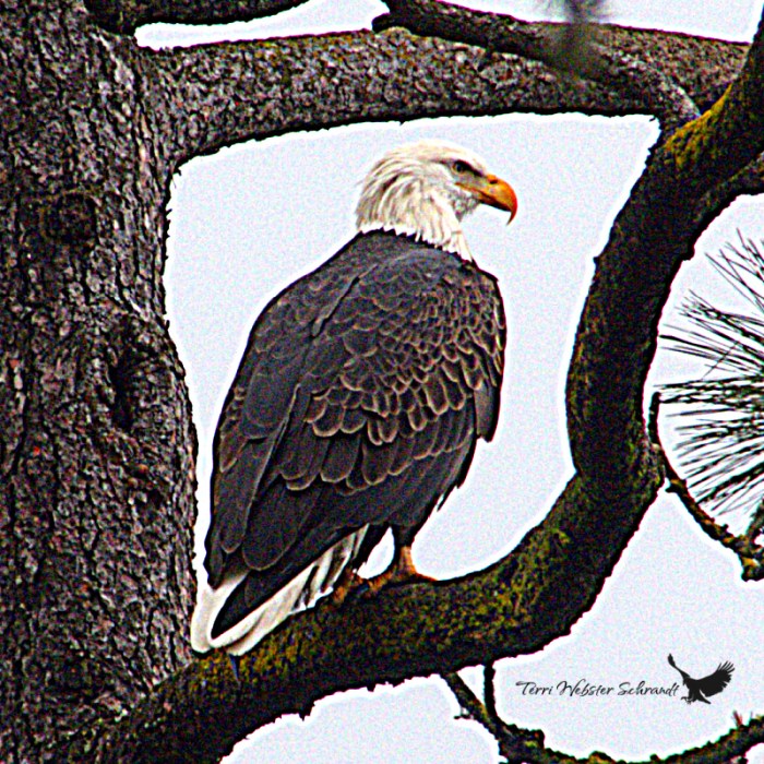 American Bald Eagle