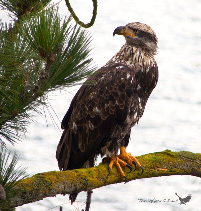 Juvenile Bald Eagle