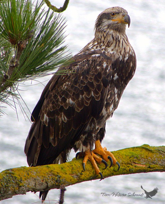 Juvenile American Bald Eagle