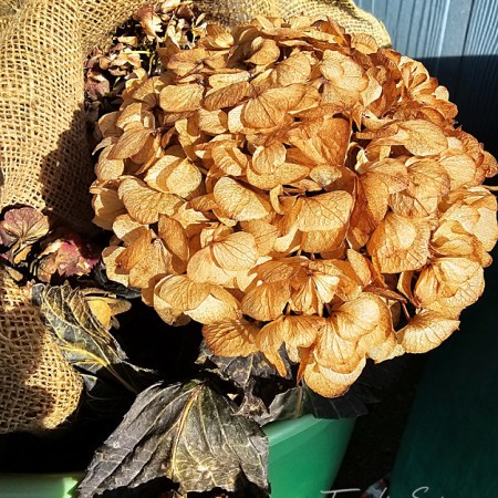 brown hydrangea