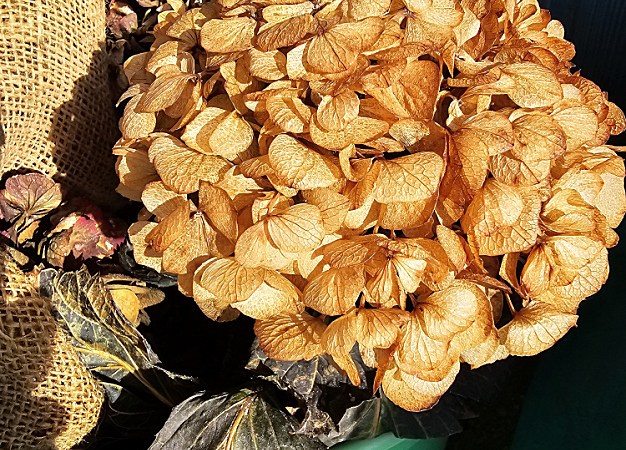 brown hydrangea