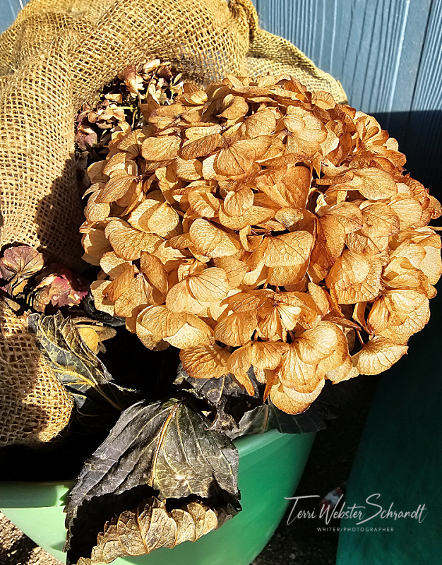 The Flower Hour #7: The Seasons of a&nbsp;#Hydrangea