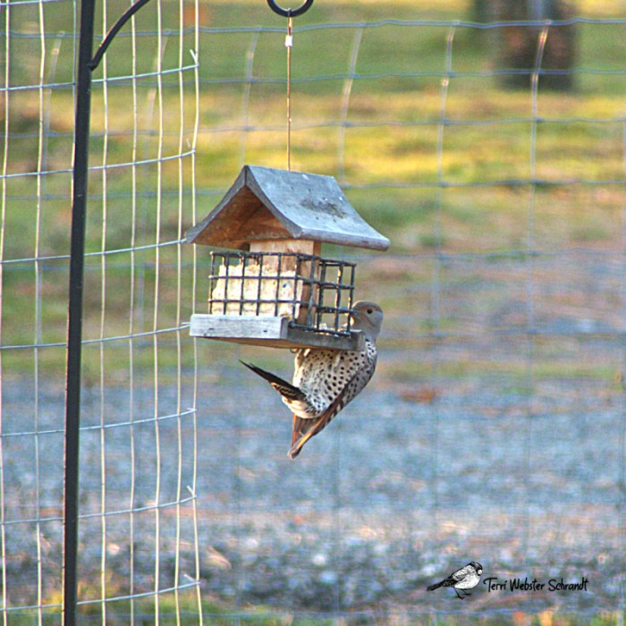 Northern Flicker feeding