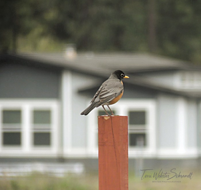 Robin on post