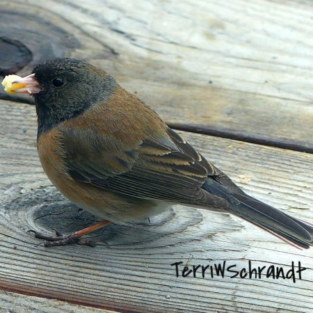 dark eyed junco