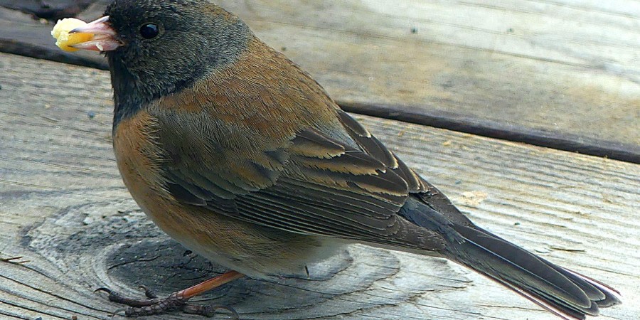 dark eyed junco