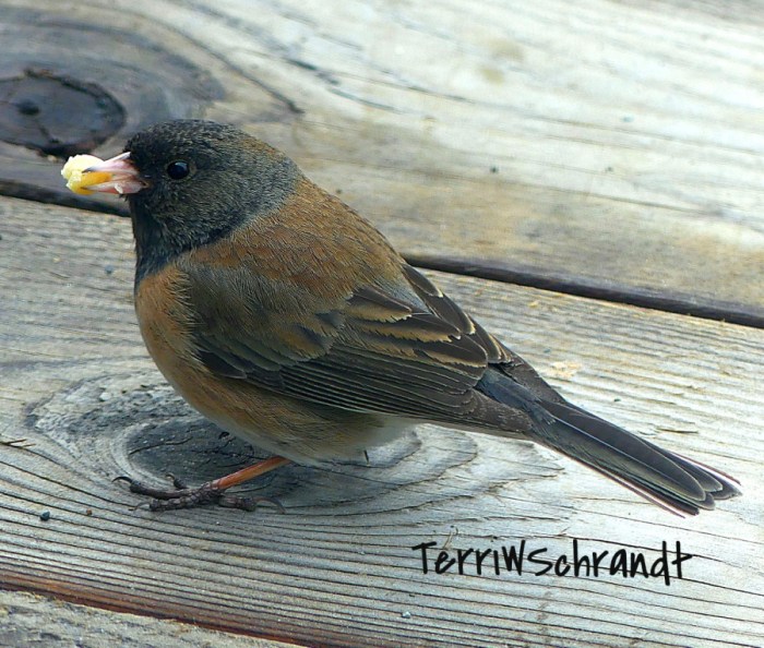 dark eyed junco