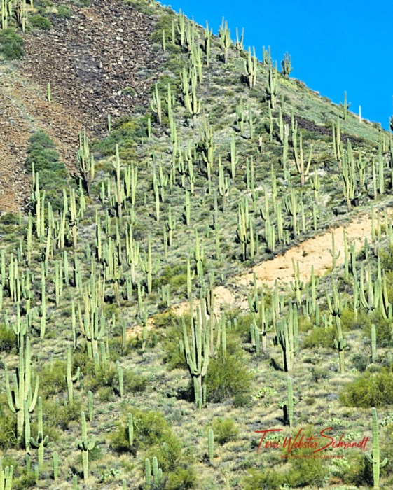 Saguaro Cactus Forest