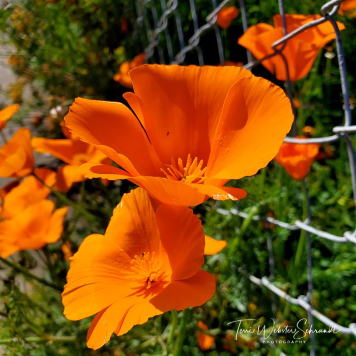 Roadside California Poppies