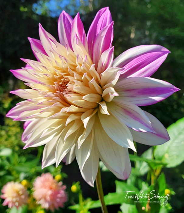 Purple and cream Dahlia