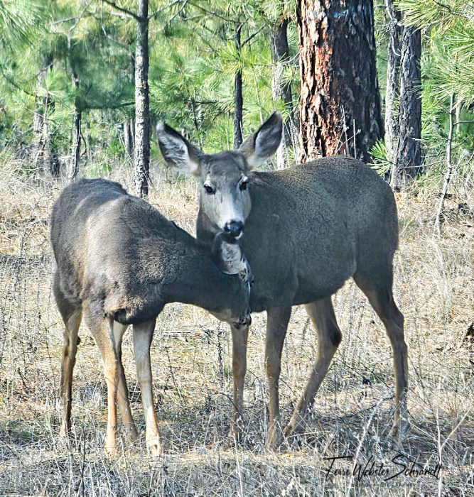 Mama Doe and Juvenile Mule Deer