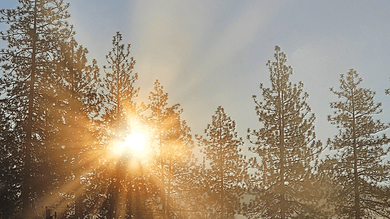 Equinox Sunrise Through the Trees