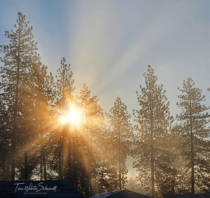 Equinox Sunrise Through the Trees