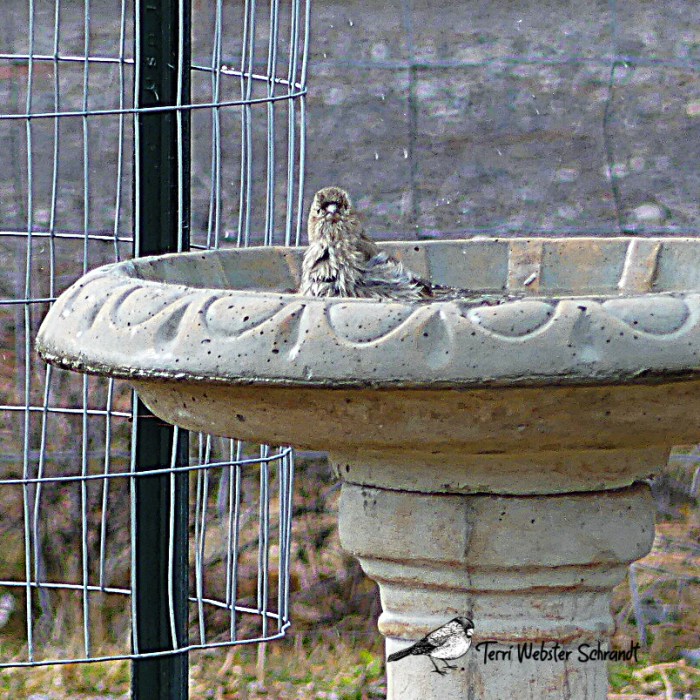 House finch in Bird Bath