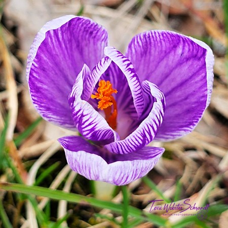 purple crocus
