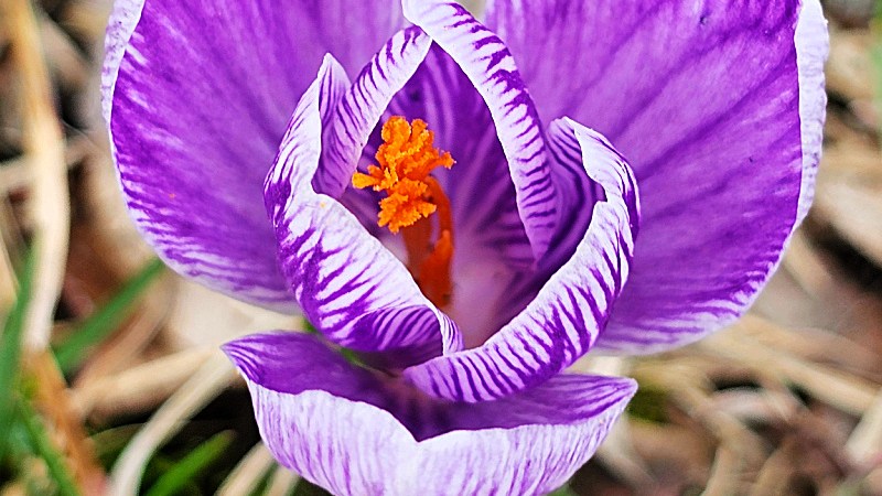 purple crocus