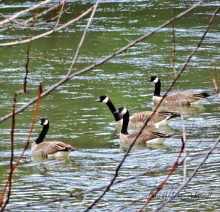 Four Canada geese