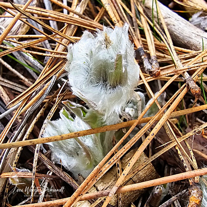 Arrowleaf Balsamroot Sunflower begins!