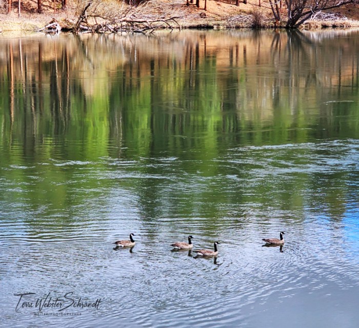 Four geese reflection Centennial Trail