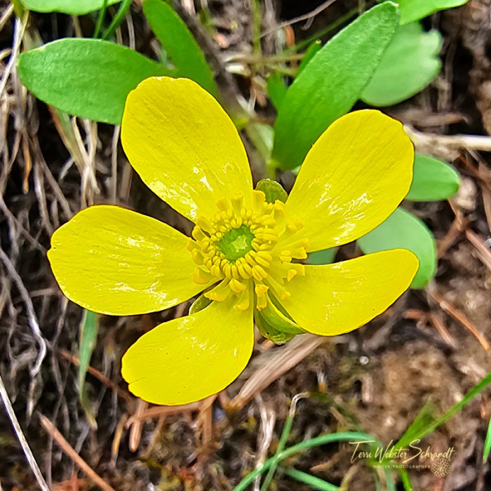 Yellow Wild Ranunculus (Mountain Buttercup)