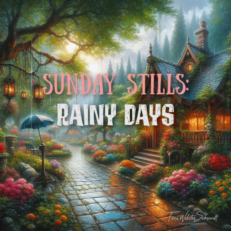 Sunday Stills Rainy Day banner